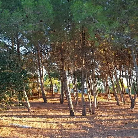 Trulli Conti Grande Spazio Alberato Incontaminato- Prenotazione Esclusiva *